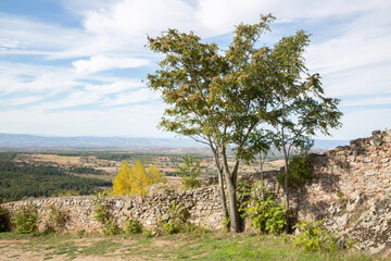 Wall Mural - Tree, Wall and View from Castelo Rodrigo Castle