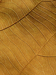 Wall Mural - dry brown leaf texture ( teak leaf )