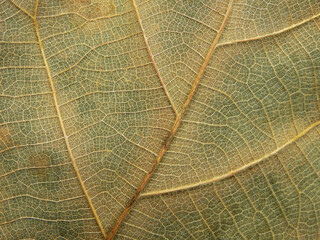 Poster - close up dry brown leaf texture ( teak leaf )