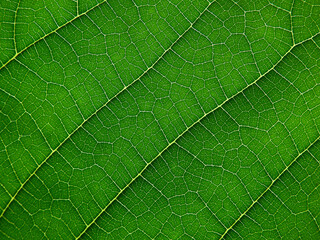 Poster - Beautiful vein of green leaf texture, macro shot