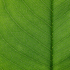 Wall Mural - close up green leaf of Golden shower tree ( Cassia fistula ), texture background