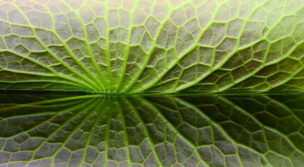 Poster - close up vein of lotus leaf with water reflection