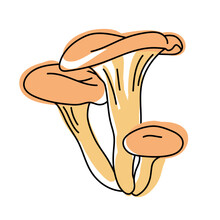 Omphalotus Olearius Mushrooms. Isolated On White Background. Poisonous Forest Mushroom. Hand Drawn Doodle. Line Art With Splashes Of Color Added. Pastel Colors. Vector Illustration.