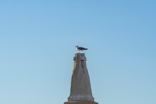 Sea-gull At The Top Of Statut In Marseille