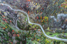 Road running through dense forest
