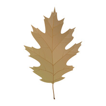 Vector Illustration Of An Autumn Red Oak Leaf Isolated On Background.