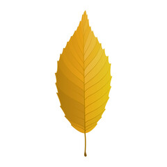 Wall Mural - Vector illustration of an autumn yellow leaf isolated on background.