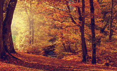 Fototapete - Autumn forest nature. Vivid morning in colorful forest with sun rays through branches of trees. Scenery of nature with sunlight. Wonderful natural background. Fairy tale woodland