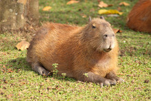 Capybaras In The Sun At The Edge Of A Lake
