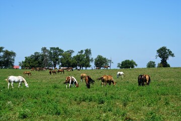 Sticker - Herd of Horses on a farm hill side.