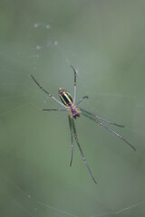 spider on a web