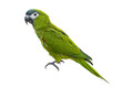 Hahn's macaw or red shouldered green parrot isolated on white background native to South America and Brazil for graphic design usage