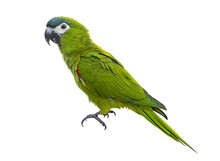 Hahn's Macaw Or Red Shouldered Green Parrot Isolated On White Background Native To South America And Brazil For Graphic Design Usage