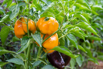 Sticker - Beautiful appetizing yellow paprika on a bush in the garden. A beautiful group of ripe yellow sweet pepper.