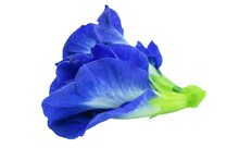 Butterfly Pea, Blue Pea Isolated On White Background With Clipping Path.