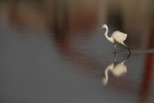 Western Reef Heron With Dramatic Reflection On Water, Bahrain