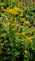 Wall Mural - Close up of Ragwort (Jacobaea vulgaris)
