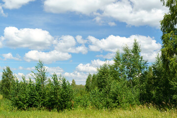 Wall Mural - summer landscape forest background blue sky, flying clouds. space for copying text