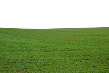 Green Field As A Background.  Green Grass In Spring Isolated On White Background.