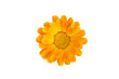 Common marigold flowerhead, isolated on transparent background