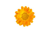 Fototapeta Koty - Common marigold flowerhead, isolated on transparent background