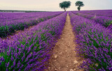 Fototapeta Krajobraz - field of lavender plants in the town of Brihuega
