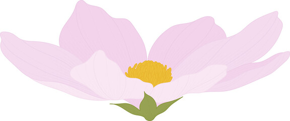 pink cosmos flower hand drawn illustration.
