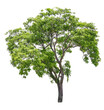 Leinwandbild Motiv Tree on transparent background, real tree green leaf isolate die cut png file