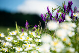 Fototapeta  - polne kwiaty na łące, w tle niewyraźne niebo i las