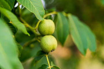 Wall Mural - Macro shot of organic green nuts on the branch. Close up view summer nut harvesting.