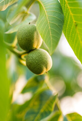 Wall Mural - Close up view of green nut on the tree. Natural branch of summer organic food.