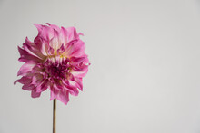 Pink Dahlia, Minimal Aesthetic Background With Copy Space