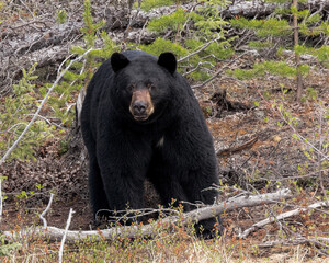 a black bear shows off his glossy coat in saskatchewan, canada