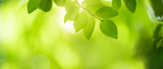 Closeup of beautiful nature view green leaf on blurred greenery background in garden with copy space using as background cover page concept.
