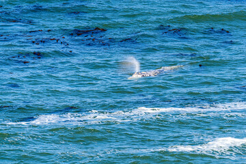 Wall Mural - Gray Whale swimming on the surface in Depoe Bay, Oregon.