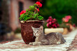 a small, cute kitten lies near a vase of flowers