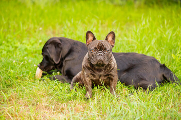 Wall Mural - Two dogs on the grass, a French bulldog in focus and a black Labrador retriever in defocus.