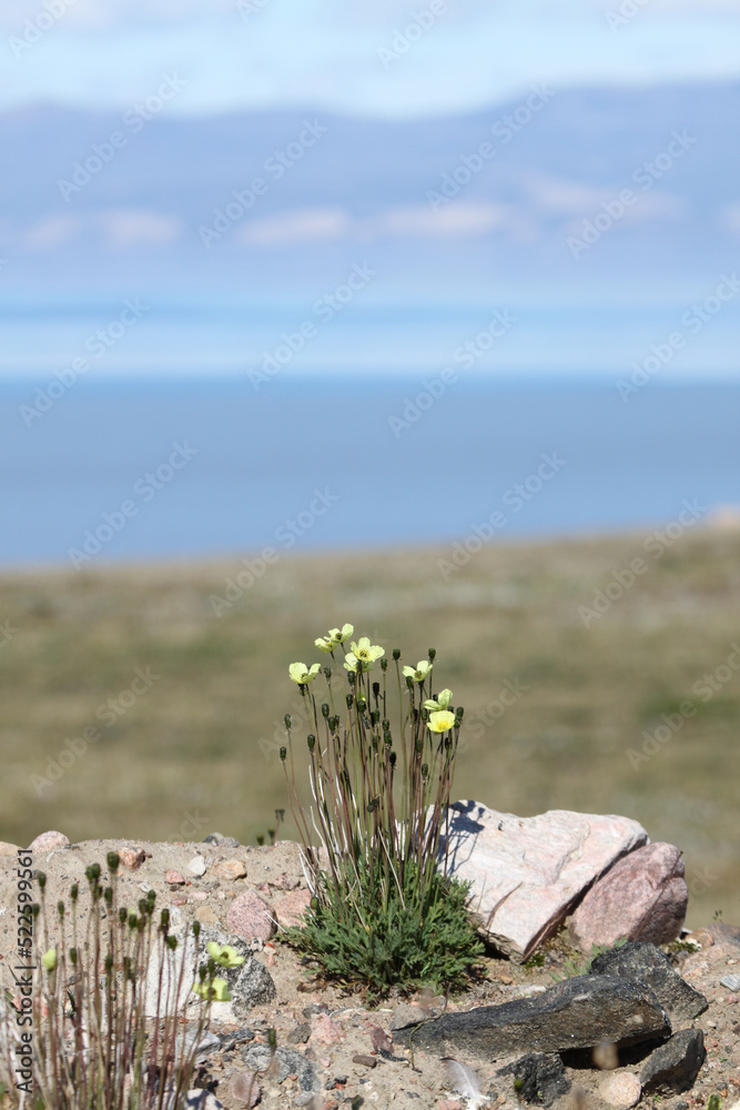 Papaver radicatum is a species of poppy known by the common names ...