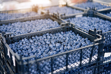 Fresh blueberry boxes sold in the market. Blueberry harvest, many fresh blueberry        