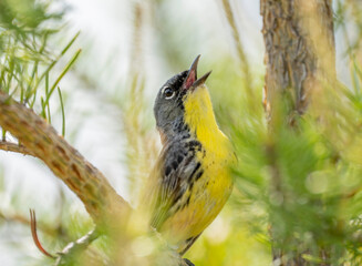 Wall Mural - A Kirtland's warbler singing for a mate in a Jack Pine tree in Michigan