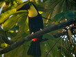 Oiseaux du Costa Rica