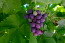A Single Cluster Of Vibrant Lush Green And Purple Color Organic Seedless Grapes Growing And Hanging On A Fruit Plant. The Grape Leaves On The Plant Are Smooth, And Large In Size With Toothed Edges.