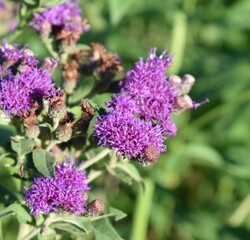 Canvas Print - Purple Flower