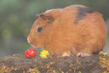 An Adult Guinea Pig Eating A Surinam Cherry On A Moss-covered Ground. This Rodent Mammal Has The Scientific Name Cavia Porcellus.
