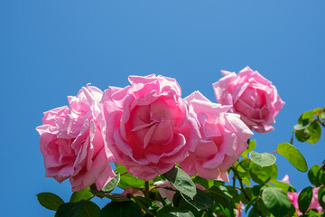 Wall Mural - Lush bush of pink roses, beautiful blossom flowers against blue sky at sunny summer day. Gardening, floristry, landscaping concept. For covers, postcards, copy space