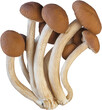 isolated enoki mushroom cutout on white background.