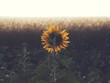 Lonely sunflower in front of a wheat field