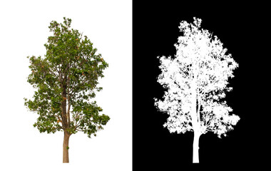 Fototapete - Tree on transparent picture background with clipping path, single tree with clipping path and alpha channel on black background