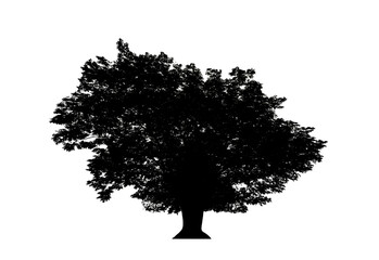 Poster - Tree silhouette for brush on white background.