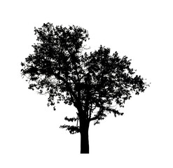 Poster - Tree silhouette for brush on white background.